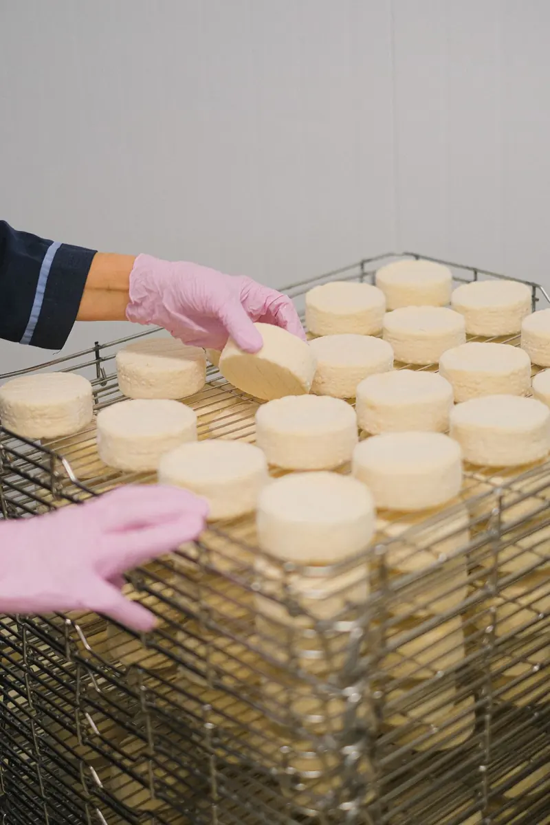 Gloved hands placing cheese rounds on a stainless steel rack